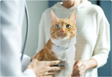 Donna con gatto arancio e bianco che parla con un veterinario.
