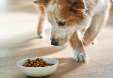 Cane bianco e marrone che guarda il cibo nella ciotola sul pavimento.